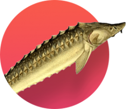 Товарная рыба